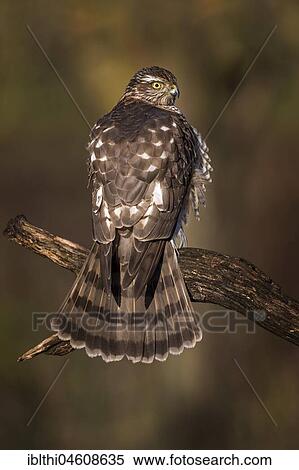 Stock Photography - Eurasian sparrowhawk (Accipiter nisus), female sunbathing, Central Elbe Biosphere Reserve, Saxony-Anhalt, Germany, Europe. Fotosearch