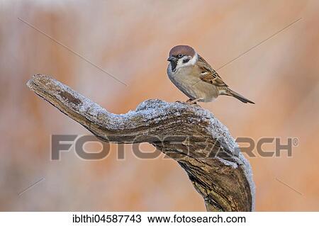Eurasian tree sparrow (Passer montanus), sitting on branch in winter, frost, Central Elbe Biosphere Reserve, Saxony-Anhalt, Germany, Europe View Large Photo Image Stock Image - Eurasian tree sparrow (Passer montanus), sitting on branch in winter, frost, Central Elbe Biosphere Reserve, Saxony-Anhalt, Germany, Europe. Fotosearch