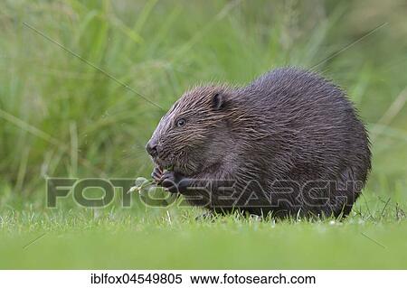 European beaver (Castor fiber) eats leaves of aspen tree, Tyrol, Austria, Europe View Large Photo Image Stock Photography - European beaver (Castor fiber) eats leaves of aspen tree, Tyrol, Austria, Europe. Fotosearch