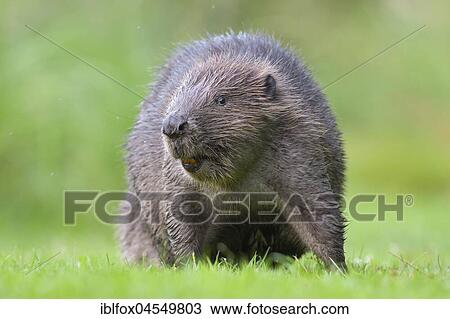 European beaver (Castor fiber) in a meadow, animal portrait, Tyrol, Austria, Europe View Large Photo Image Stock Image - European beaver (Castor fiber) in a meadow, animal portrait, Tyrol, Austria, Europe. Fotosearch