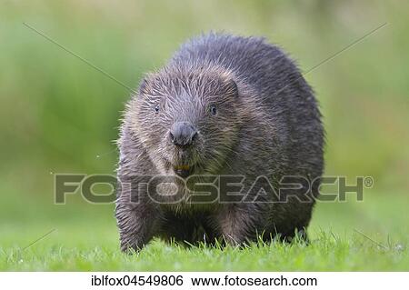 European beaver (Castor fiber) in a meadow, animal portrait, Tyrol, Austria, Europe View Large Photo Image Stock Photograph - European beaver (Castor fiber) in a meadow, animal portrait, Tyrol, Austria, Europe. Fotosearch