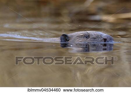 Stock Image - European beaver (Castor fiber) in water, portrait, Naturpark Flusslandschaft Peenetal, Mecklenburg-Western Pomerania, Germany, Europe. Fotosearch