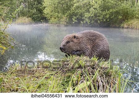 Stock Image - European beaver (Castor fiber) sitting on the bank, wide angle shot, Upper Austria, Austria, Europe. Fotosearch