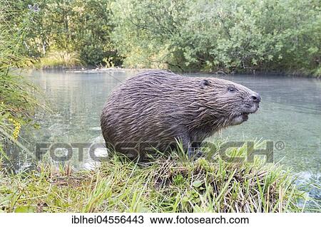 European beaver (Castor fiber) sitting on the bank, wide angle shot, Upper Austria, Austria, Europe View Large Photo Image Stock Image - European beaver (Castor fiber) sitting on the bank, wide angle shot, Upper Austria, Austria, Europe. Fotosearch