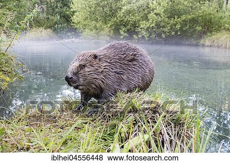 European beaver (Castor fiber) sitting on the bank, wide angle shot, Upper Austria, Austria, Europe View Large Photo Image Stock Photo - European beaver (Castor fiber) sitting on the bank, wide angle shot, Upper Austria, Austria, Europe. Fotosearch