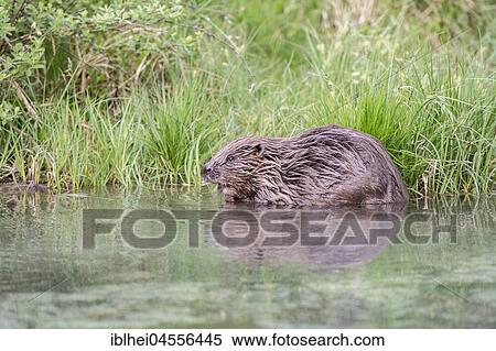 Stock Photography - European beaver (Castor fiber) sitting in the water, Upper Austria, Austria, Europe. Fotosearch