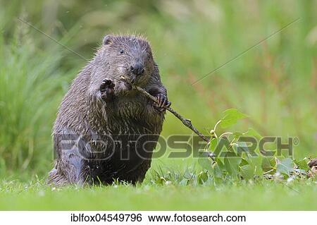 European beaver (Castor fiber) stands upright with aspen branch, Tyrol, Austria, Europe View Large Photo Image Stock Photograph - European beaver (Castor fiber) stands upright with aspen branch, Tyrol, Austria, Europe. Fotosearch