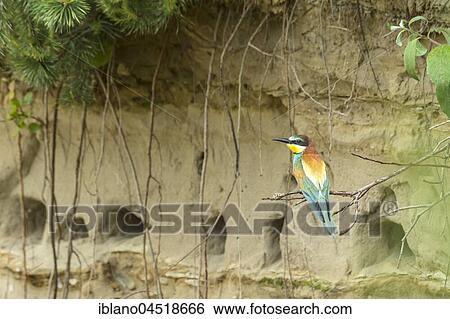 Stock Photograph - European bee-eater (Merops apiaster) in front of wall with nesting holes, Burgenland, Austria, Europe. Fotosearch