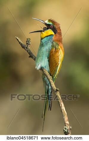 Stock Image - European bee-eater (Merops apiaster) sitting on branch, spitting pellet, Burgenland, Austria, Europe. Fotosearch