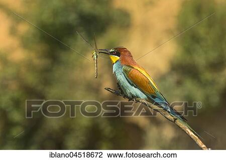 Stock Image - European bee-eater (Merops apiaster) sitting on branch, with dragonfly as prey, Burgenland, Austria, Europe. Fotosearch