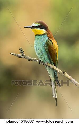 Stock Photo - European bee-eater (Merops apiaster) sitting on branch, Burgenland, Austria, Europe. Fotosearch