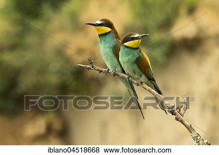 European bee-eaters (Merops apiaster), couple sitting on branch, Burgenland, Austria, Europe View Large Photo Image Stock Photo - European bee-eaters (Merops apiaster), couple sitting on branch, Burgenland, Austria, Europe. Fotosearch