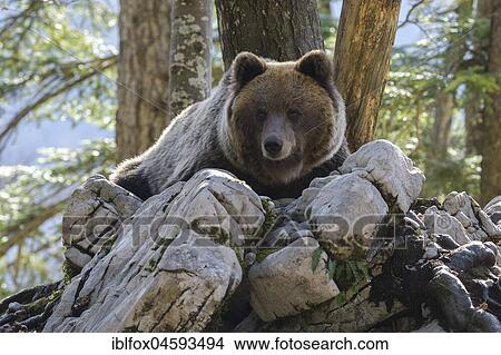 European brown bear or Eurasian Brown Bear (Ursus arctos arctos), Bear in Karst Forest, Notranjska, Slovenia, Europe View Large Photo Image Picture - European brown bear or Eurasian Brown Bear (Ursus arctos arctos), Bear in Karst Forest, Notranjska, Slovenia, Europe. Fotosearch