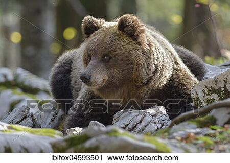 European brown bear or Eurasian Brown Bear (Ursus arctos arctos), Bear in Karst Forest, Notranjska, Slovenia, Europe View Large Photo Image Stock Image - European brown bear or Eurasian Brown Bear (Ursus arctos arctos), Bear in Karst Forest, Notranjska, Slovenia, Europe. Fotosearch