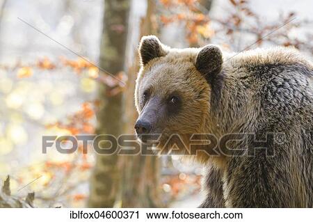 European brown bear or Eurasian brown bear (Ursus arctos arctos), animal portrait, Notranjska, Slovenia, Europe View Large Photo Image Stock Image - European brown bear or Eurasian brown bear (Ursus arctos arctos), animal portrait, Notranjska, Slovenia, Europe. Fotosearch