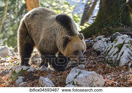 European brown bear or Eurasian Brown Bear (Ursus arctos arctos), Brown Bear in Karst Forest, Notranjska, Slovenia, Europe View Large Photo Image Stock Photo - European brown bear or Eurasian Brown Bear (Ursus arctos arctos), Brown Bear in Karst Forest, Notranjska, Slovenia, Europe. Fotosearch