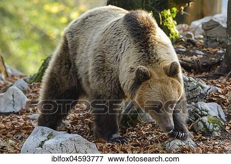 Stock Photo - European brown bear or Eurasian Brown Bear (Ursus arctos arctos), Bear in Karst Forest, Notranjska, Slovenia, Europe. Fotosearch