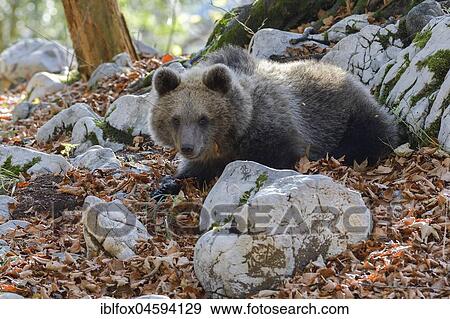 Stock Photo - European brown bear or Eurasian brown bear (Ursus arctos arctos), young animal in the karst forest, Notranjska, Slovenia, Europe. Fotosearch