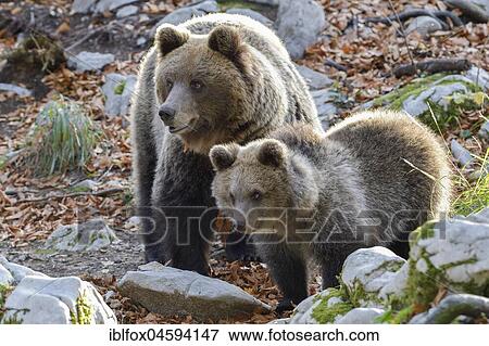 Stock Photo - European brown bear or Eurasian Brown Bear (Ursus arctos arctos) dam with kitten in Karst Forest, Notranjska, Slovenia, Europe. Fotosearch