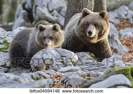Stock Photo - European brown bear or Eurasian brown bear (Ursus arctos arctos), Mother with young in the karst forest, Notranjska, Slovenia, Europe. Fotosearch
