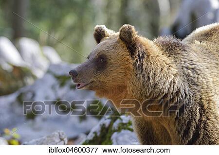 European brown bear or Eurasian brown bear (Ursus arctos arctos), animal portrait, Notranjska, Slovenia, Europe View Large Photo Image Stock Photo - European brown bear or Eurasian brown bear (Ursus arctos arctos), animal portrait, Notranjska, Slovenia, Europe. Fotosearch