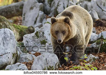 European brown bear or Eurasian Brown Bear (Ursus arctos arctos), Bear in Karst Forest, Notranjska, Slovenia, Europe View Large Photo Image Stock Photograph - European brown bear or Eurasian Brown Bear (Ursus arctos arctos), Bear in Karst Forest, Notranjska, Slovenia, Europe. Fotosearch