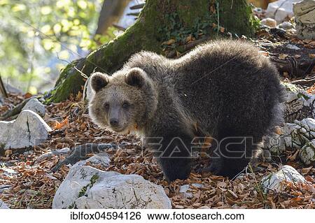 Stock Photograph - European brown bear or Eurasian brown bear (Ursus arctos arctos), young animal in the karst forest, Notranjska, Slovenia, Europe. Fotosearch