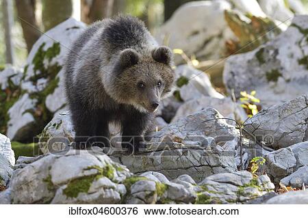 Stock Photograph - European brown bear or Eurasian brown bear (Ursus arctos arctos), young animal in the karst forest, Notranjska, Slovenia, Europe. Fotosearch