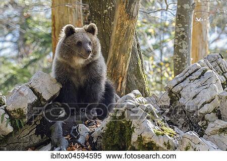 European brown bear or Eurasian brown bear (Ursus arctos arctos), young animal in the karst forest, Notranjska, Slovenia, Europe View Large Photo Image Stock Photography - European brown bear or Eurasian brown bear (Ursus arctos arctos), young animal in the karst forest, Notranjska, Slovenia, Europe. Fotosearch
