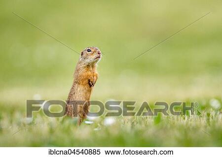 European ground squirrel or souslik (Spermophilus citellus) standing attentively in meadow, Burgenland, Austria, Europe View Large Photo Image Stock Photography - European ground squirrel or souslik (Spermophilus citellus) standing attentively in meadow, Burgenland, Austria, Europe. Fotosearch