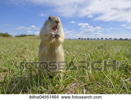 European ground squirrel (Spermophilus citellus), standing in meadow, Vienna area, Austria, Europe View Large Photo Image Picture - European ground squirrel (Spermophilus citellus), standing in meadow, Vienna area, Austria, Europe. Fotosearch