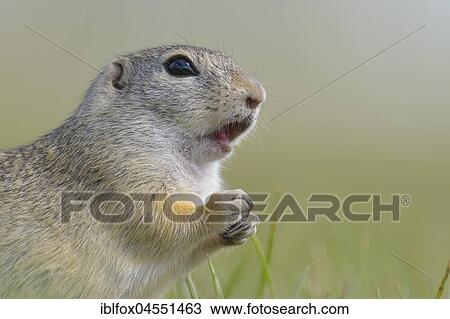 European ground squirrel (Spermophilus citellus), animal portrait, Vienna area, Austria, Europe View Large Photo Image Stock Image - European ground squirrel (Spermophilus citellus), animal portrait, Vienna area, Austria, Europe. Fotosearch