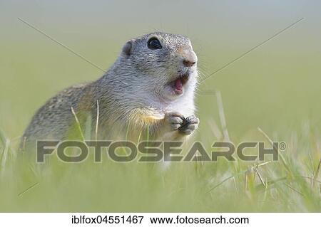 European ground squirrel (Spermophilus citellus), animal portrait, Vienna area, Austria, Europe View Large Photo Image Stock Photo - European ground squirrel (Spermophilus citellus), animal portrait, Vienna area, Austria, Europe. Fotosearch