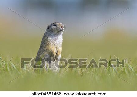 European ground squirrel (Spermophilus citellus), standing in meadow, Vienna area, Austria, Europe View Large Photo Image Stock Photograph - European ground squirrel (Spermophilus citellus), standing in meadow, Vienna area, Austria, Europe. Fotosearch