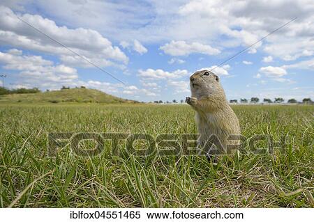 European ground squirrel (Spermophilus citellus), standing in meadow, Vienna area, Austria, Europe View Large Photo Image Stock Photography - European ground squirrel (Spermophilus citellus), standing in meadow, Vienna area, Austria, Europe. Fotosearch