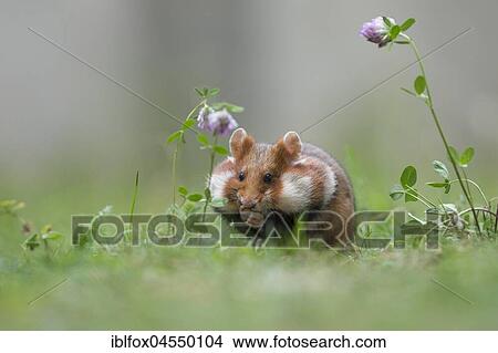 European hamster (Cricetus cricetus), young animal with full cheeks in meadow, Austria, Europe View Large Photo Image Picture - European hamster (Cricetus cricetus), young animal with full cheeks in meadow, Austria, Europe. Fotosearch
