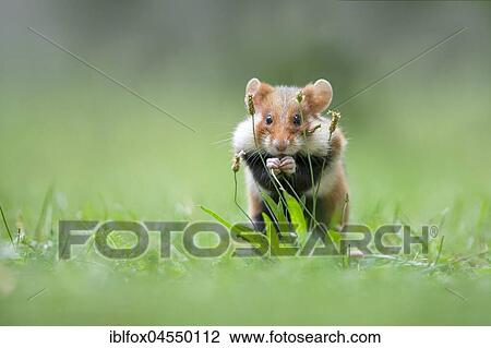 European hamster (Cricetus cricetus), young animal feeding on Ribwort plantain, Austria, Europe View Large Photo Image Stock Image - European hamster (Cricetus cricetus), young animal feeding on Ribwort plantain, Austria, Europe. Fotosearch