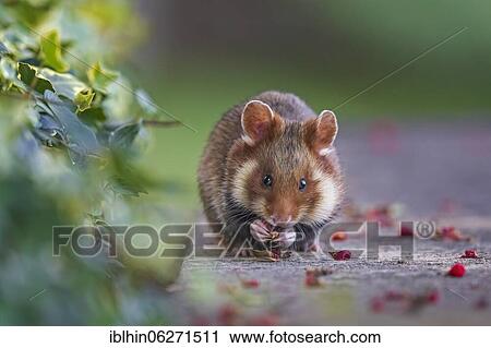Stock Image - European hamster (Cricetus cricetus) eating yew fruit, Austria, Europe. Fotosearch