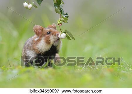 European hamster (Cricetus cricetus), young animal smelling snowberry, Austria, Europe View Large Photo Image Stock Photo - European hamster (Cricetus cricetus), young animal smelling snowberry, Austria, Europe. Fotosearch