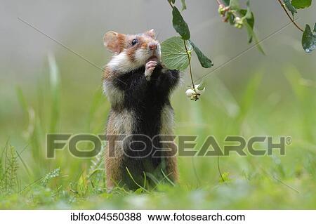 European hamster (Cricetus cricetus), young animal standing upright and reaching out for snowberry bush, Austria, Europe View Large Photo Image Stock Photo - European hamster (Cricetus cricetus), young animal standing upright and reaching out for snowberry bush, Austria, Europe. Fotosearch