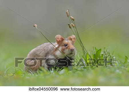 European hamster (Cricetus cricetus), young animal in meadow, Austria, Europe View Large Photo Image Stock Photograph - European hamster (Cricetus cricetus), young animal in meadow, Austria, Europe. Fotosearch