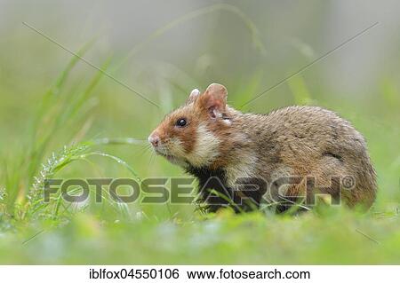European hamster (Cricetus cricetus), young animal in meadow, Austria, Europe View Large Photo Image Stock Photograph - European hamster (Cricetus cricetus), young animal in meadow, Austria, Europe. Fotosearch