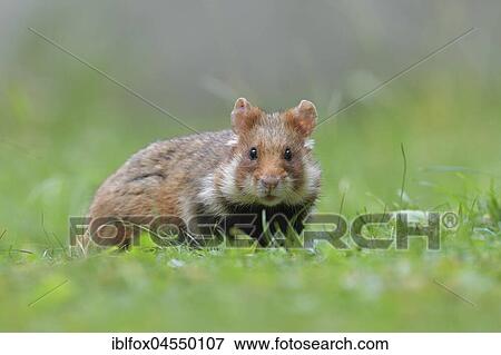 European hamster(Cricetus cricetus), young animal in meadow, Austria, Europe View Large Photo Image Stock Photo - European hamster(Cricetus cricetus), young animal in meadow, Austria, Europe. Fotosearch