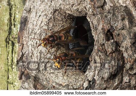 European hornet (Vespa crabro) in front of the breeding cave, Bielefeld-Sennestadt, North Rhine-Westphalia View Large Photo Image Stock Photography - European hornet (Vespa crabro) in front of the breeding cave, Bielefeld-Sennestadt, North Rhine-Westphalia. Fotosearch