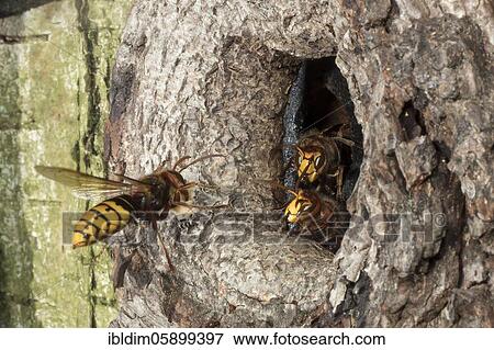 European hornet (Vespa crabro) approaching the breeding cave, Bielefeld-Sennestadt, North Rhine-Westphalia View Large Photo Image Stock Photo - European hornet (Vespa crabro) approaching the breeding cave, Bielefeld-Sennestadt, North Rhine-Westphalia. Fotosearch