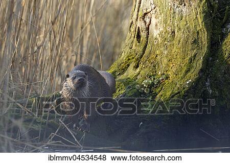 Stock Photo - European otter (Lutra lutra) next to deadwood tree, Naturpark Flusslandschaft Peenetal, Mecklenburg-Western Pomerania, Germany, Europe. Fotosearch
