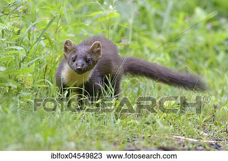 Stock Image - European pine marten (Martes martes) in grass, Tyrol, Austria, Europe. Fotosearch