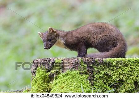 European pine marten (Martes martes) on a moss-covered tree trunk, Tyrol, Austria, Europe View Large Photo Image Picture - European pine marten (Martes martes) on a moss-covered tree trunk, Tyrol, Austria, Europe. Fotosearch
