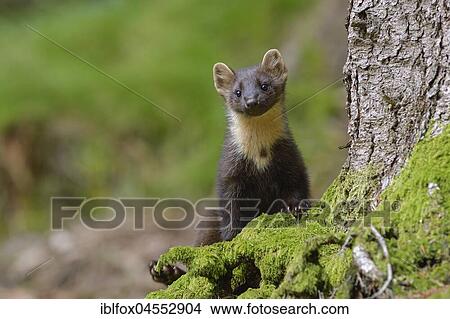 European pine marten (Martes martes) on a moss-covered tree root, Tyrol, Austria, Europe View Large Photo Image Picture - European pine marten (Martes martes) on a moss-covered tree root, Tyrol, Austria, Europe. Fotosearch