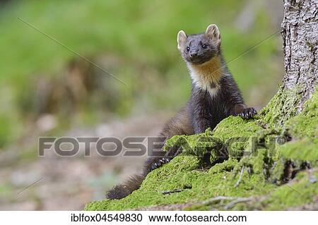 European pine marten (Martes martes) on a moss-covered tree root, Tyrol, Austria, Europe View Large Photo Image Stock Image - European pine marten (Martes martes) on a moss-covered tree root, Tyrol, Austria, Europe. Fotosearch
